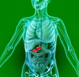 Órgãos do lado esquerdo do corpo humano - Fc Noticias