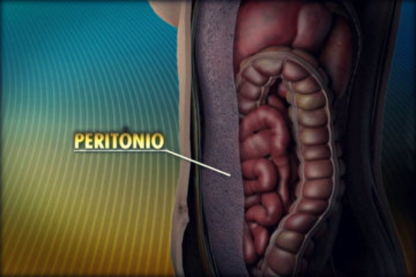 Órgãos do corpo humano e suas funções