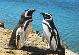 Pinguim de Magalhães