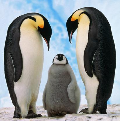 Pinguins