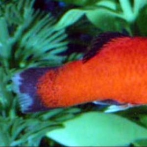 Peixe dourado com as nadadeiras escuras e podres.