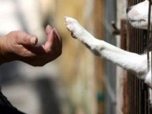 Proteção dos animais e Lei . Proteção dos animais