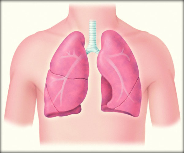 Órgãos do corpo humano e suas funções
