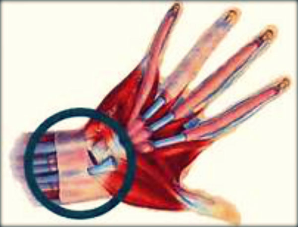 Órgãos do corpo humano e suas funções