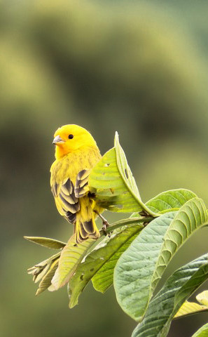 Ovoscopia Canário Belga