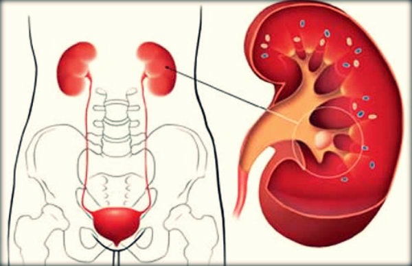 Órgãos do corpo humano e suas funções