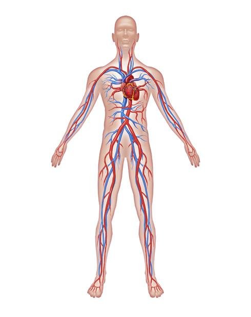 Sistema circulatório