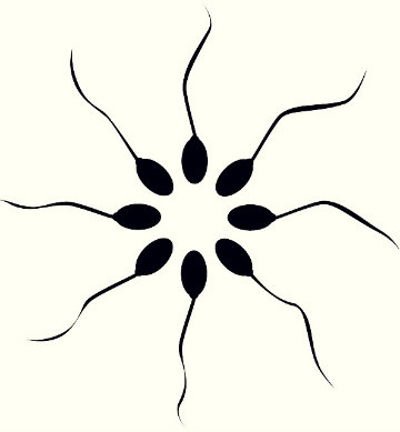 Espermograma: como é feito e para que serve?