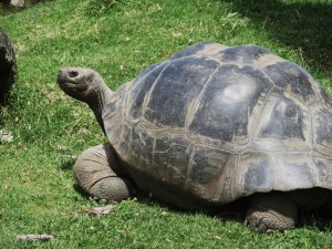 Tartaruga gigante