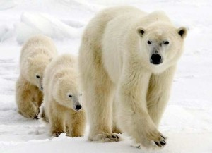 Urso polar