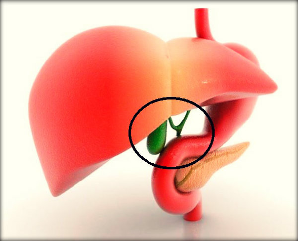 Órgãos do corpo humano e suas funções
