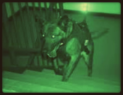 Tira dúvidas sobre a visão dos cães.