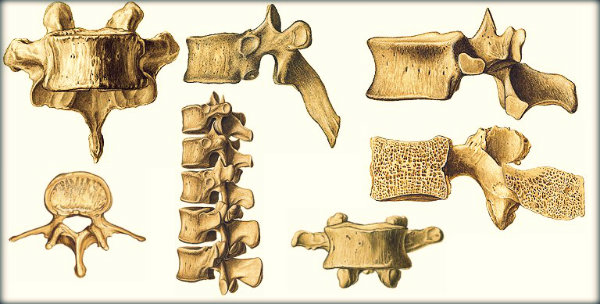 Órgãos do corpo humano e suas funções