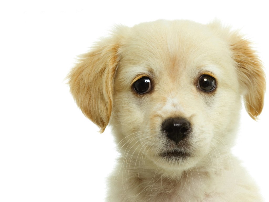 Cachorro entende oque falamos ? cachorro