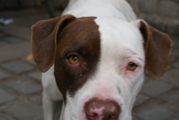 Quando prenha, a cadela pode mudar o comportamento. Quando prenha, a cadela pode mudar o comportamento.