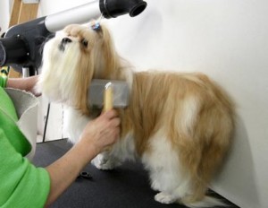 Escovando pelagem do cachorro dicas. Escovando pelagem do cachorro.
