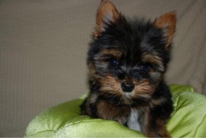 yorkshire mini preço