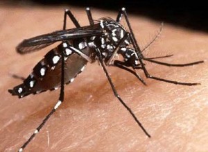 Mosquito aedes mosquito aedes