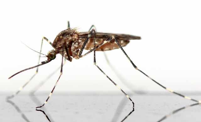 Mosquito da dengue
