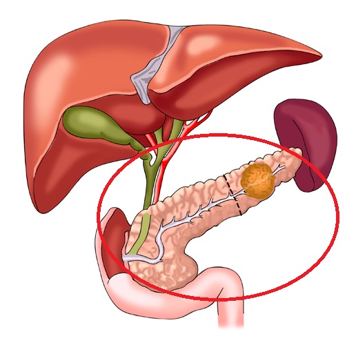 Órgãos do corpo humano e suas funções