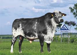 Novilha Giolando Vaca