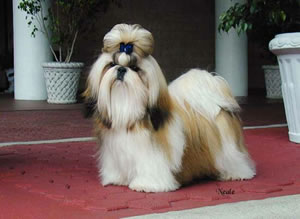 shih tzu Lindo. cachorrinha