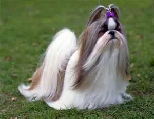 shih tzu fêmea shih tzu fêmea