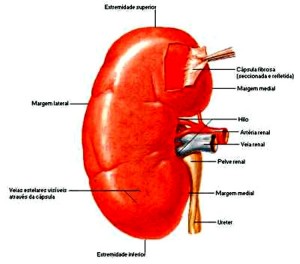 Quais os órgãos que ficam do lado direito do corpo - Fc Noticias