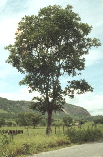 Árvore Gonçalo Alves